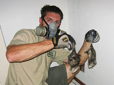 Ann Arbor raccoon trapping